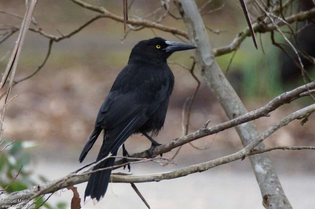 Réveilleur noiradulte, identification