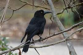 Black Currawong