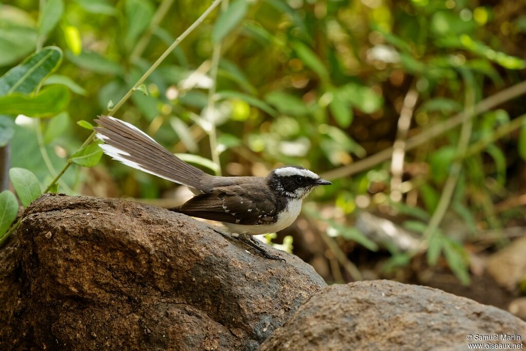 White-browed Fantailadult