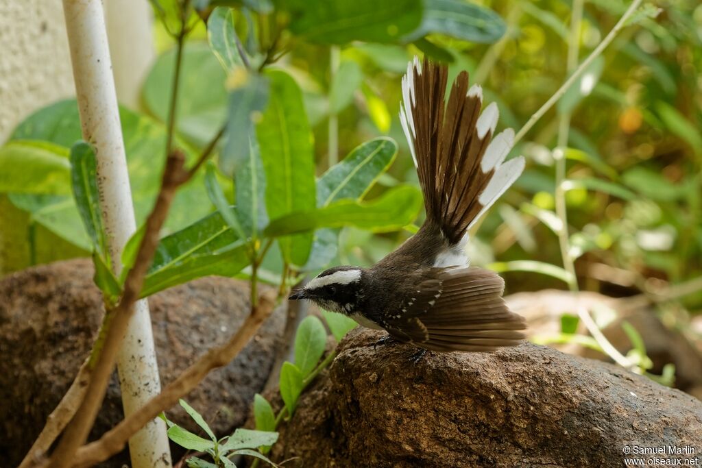 White-browed Fantailadult