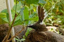 White-browed Fantail