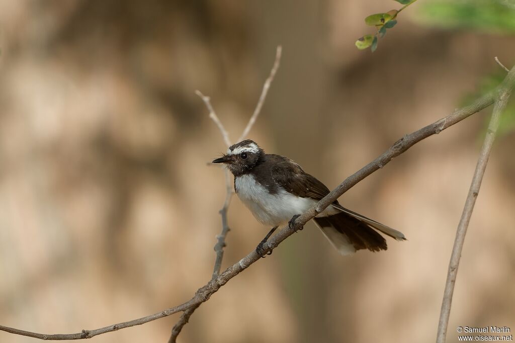 White-browed Fantailadult