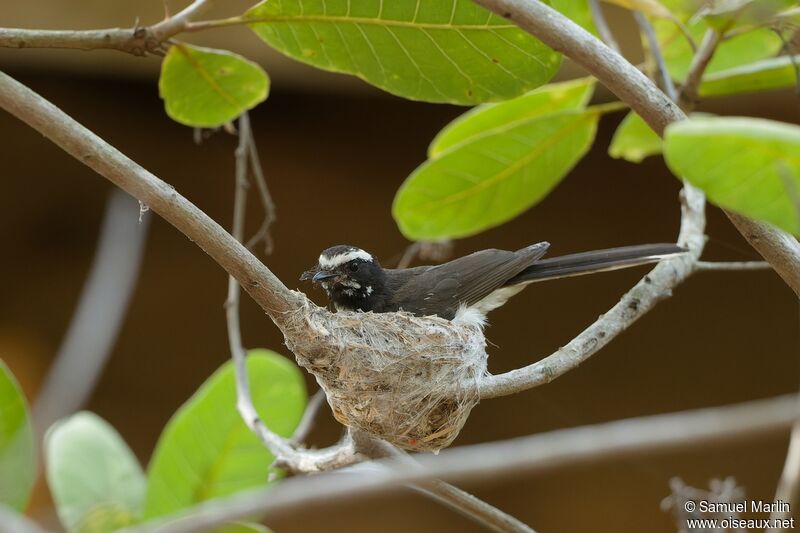White-browed Fantailadult, Reproduction-nesting