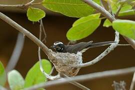 White-browed Fantail