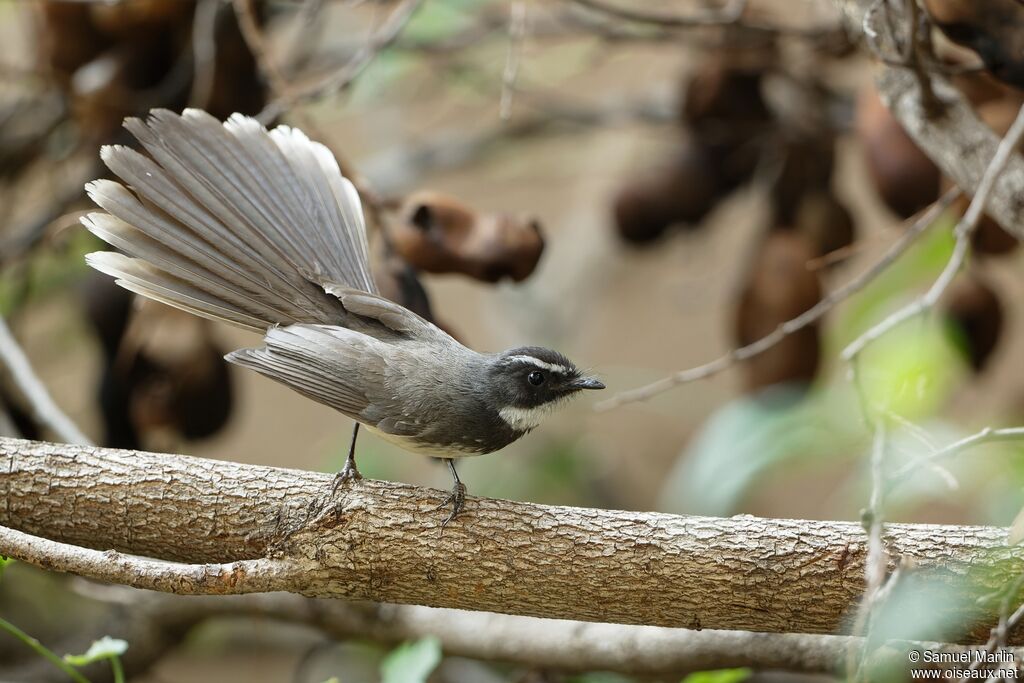 White-spotted Fantailadult