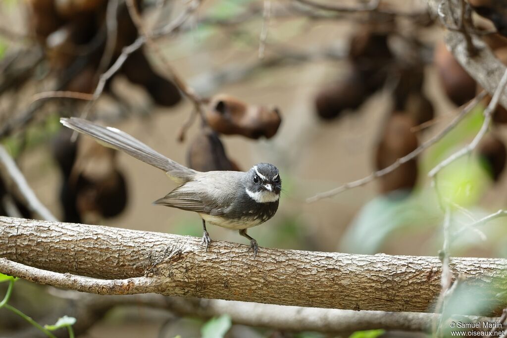 White-spotted Fantailadult