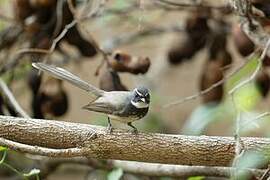 White-spotted Fantail