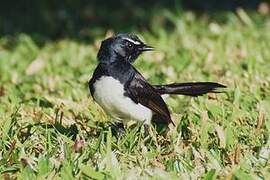 Willie Wagtail