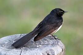 Willie Wagtail