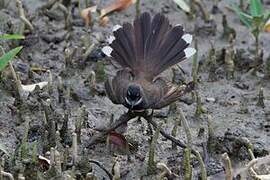 Rhipidure pie