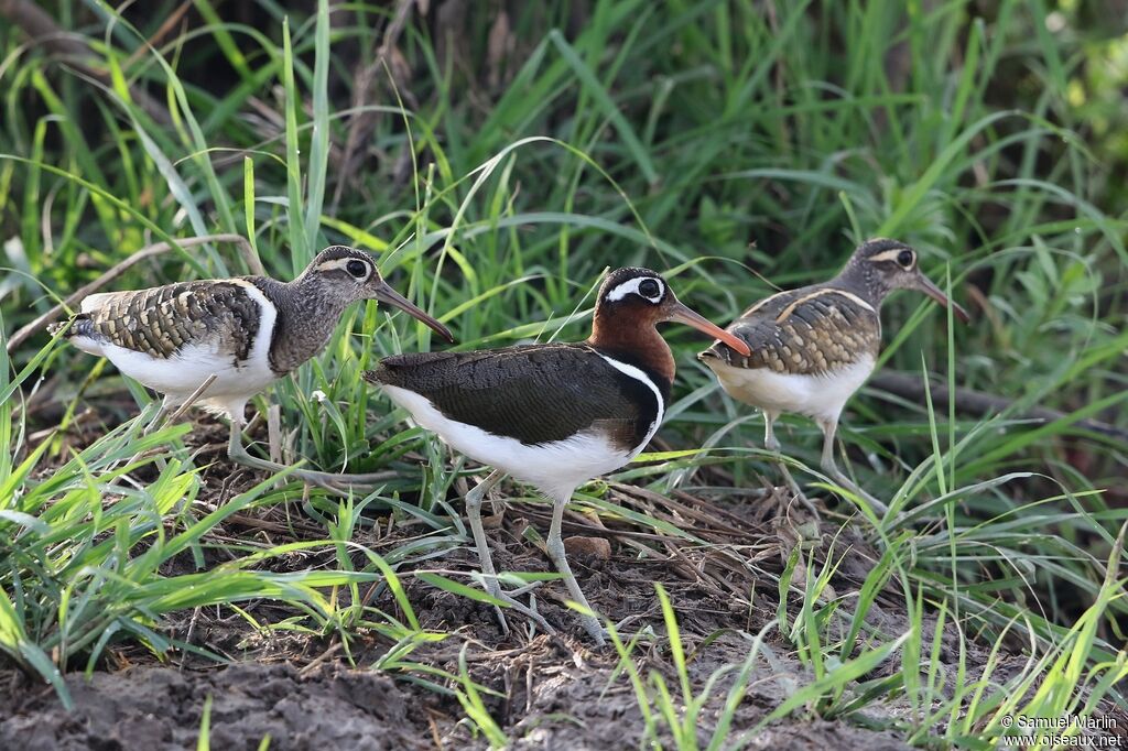 Greater Painted-snipeadult