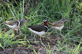 Greater Painted-snipe