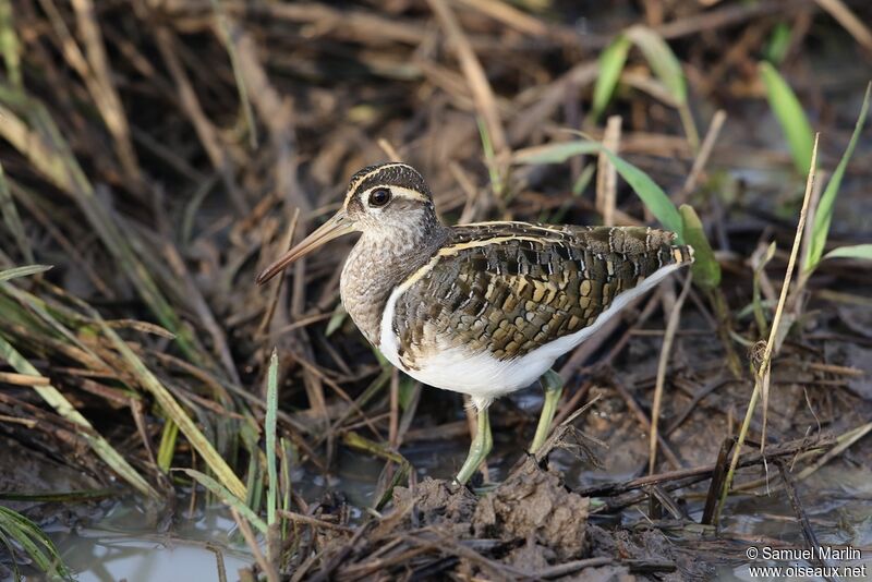 Greater Painted-snipe male adult
