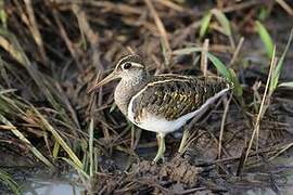 Greater Painted-snipe