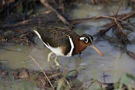 Greater Painted-snipe