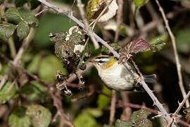 Common Firecrest