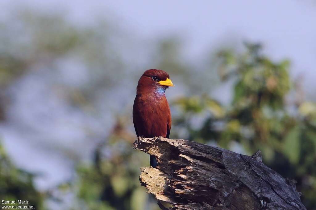 Blue-throated Rolleradult, Behaviour