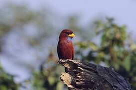 Blue-throated Roller