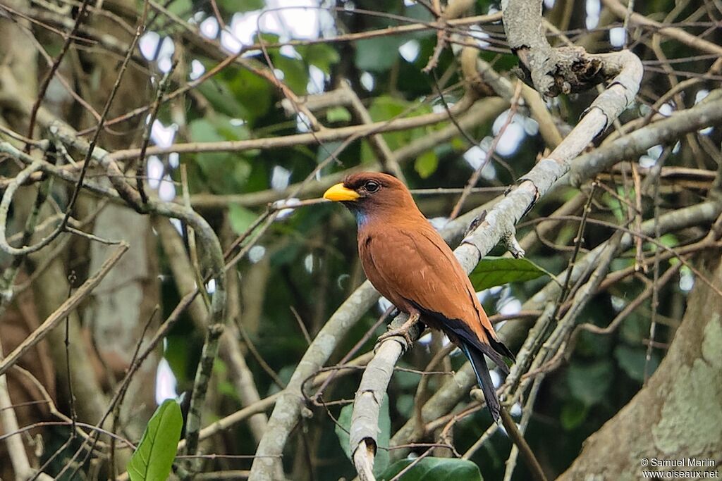 Blue-throated Rolleradult