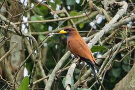 Blue-throated Roller