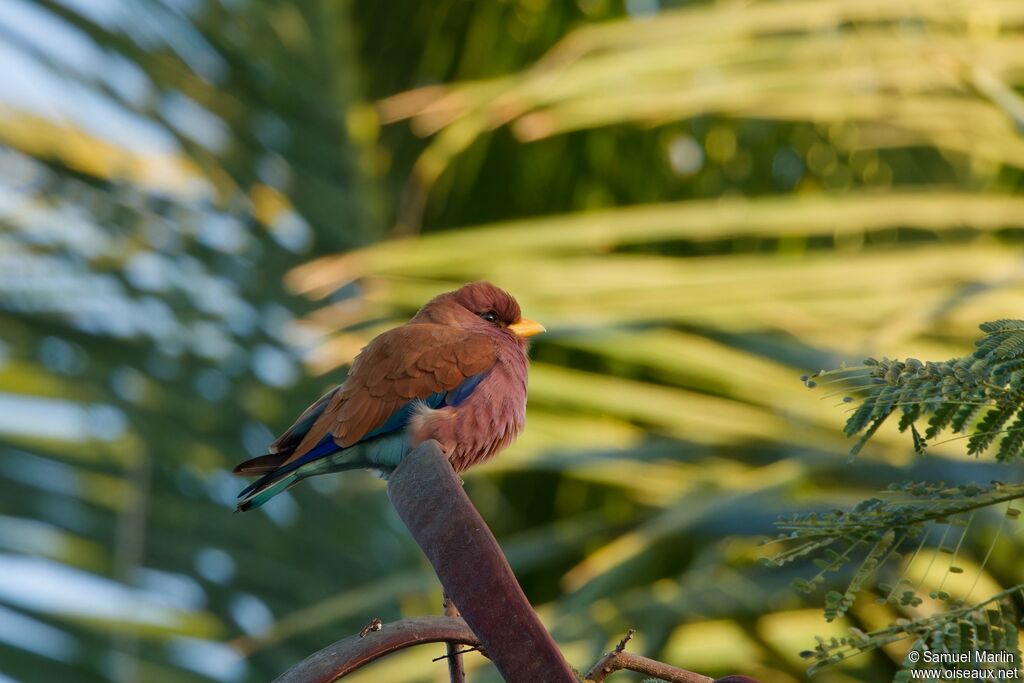 Broad-billed Rolleradult