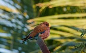 Broad-billed Roller