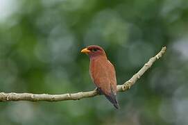 Broad-billed Roller