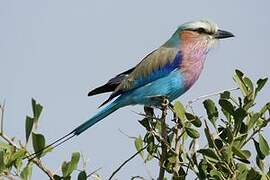 Lilac-breasted Roller