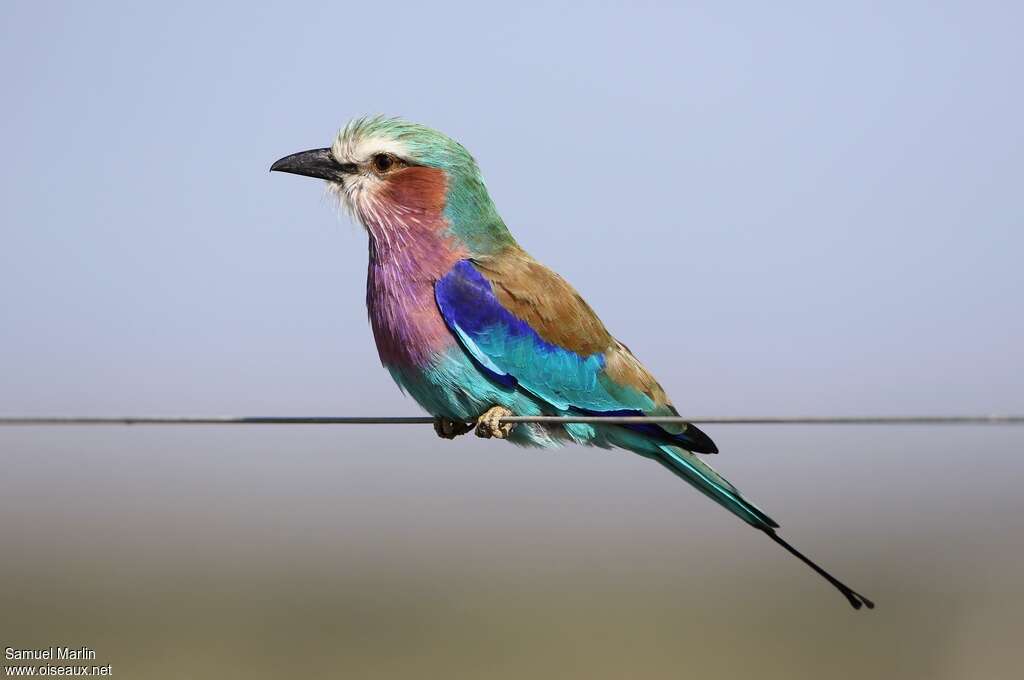 Lilac-breasted Rolleradult, identification