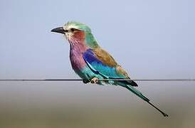 Lilac-breasted Roller