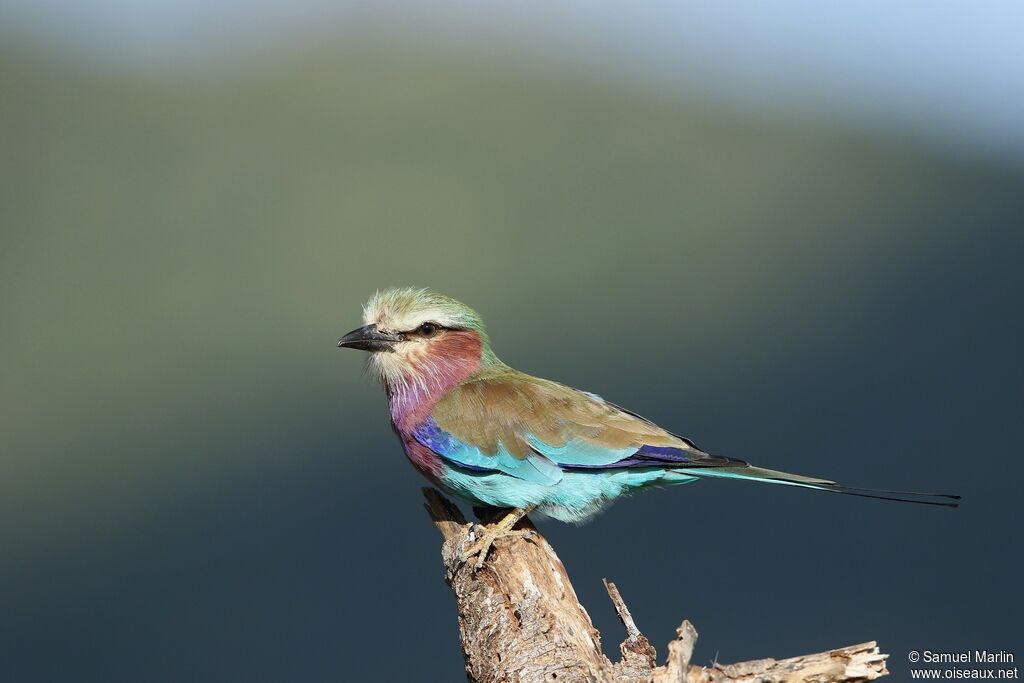 Lilac-breasted Roller