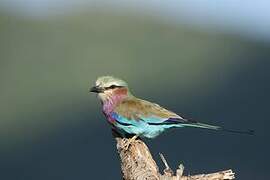 Lilac-breasted Roller