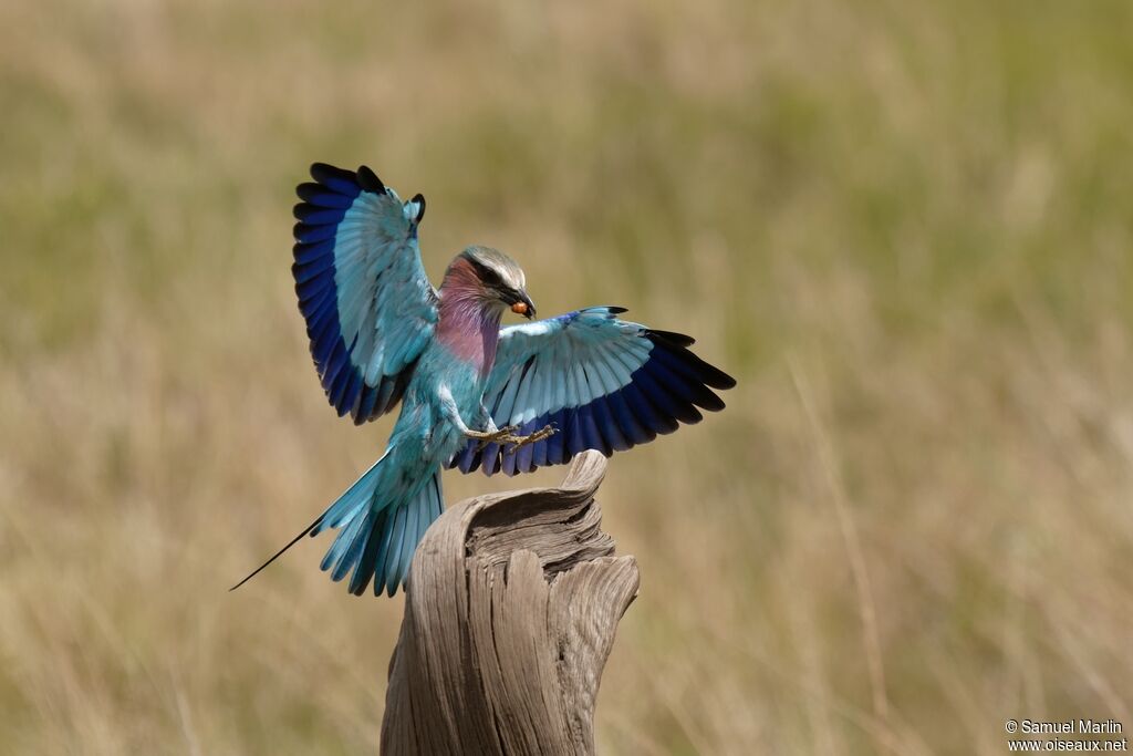 Lilac-breasted Roller