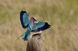 Lilac-breasted Roller