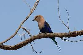 Blue-bellied Roller