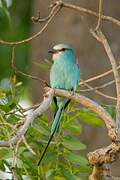 Abyssinian Roller