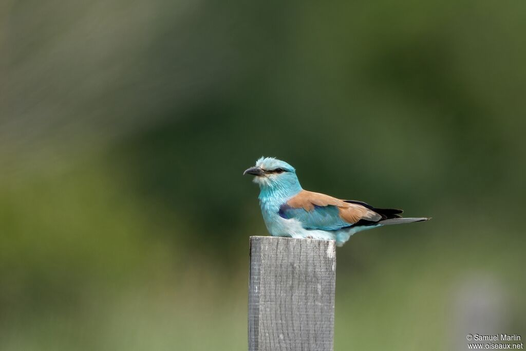 European Rolleradult