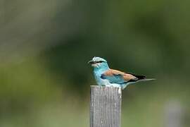 European Roller