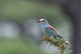 European Roller