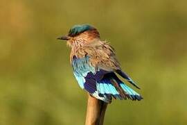 Indian Roller