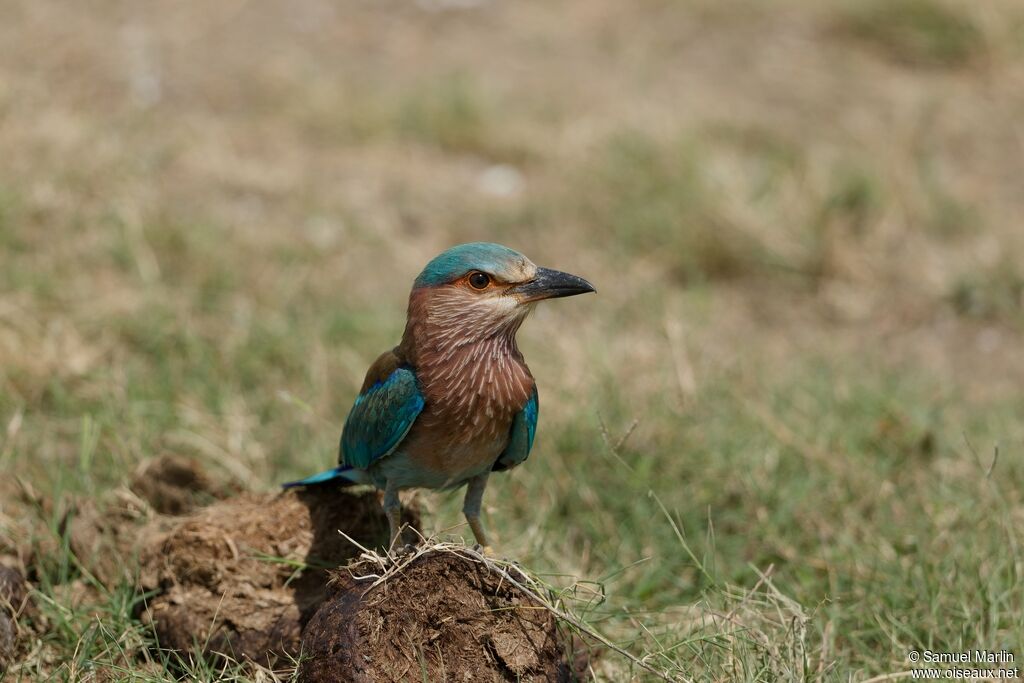 Indian Rolleradult