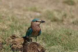 Indian Roller