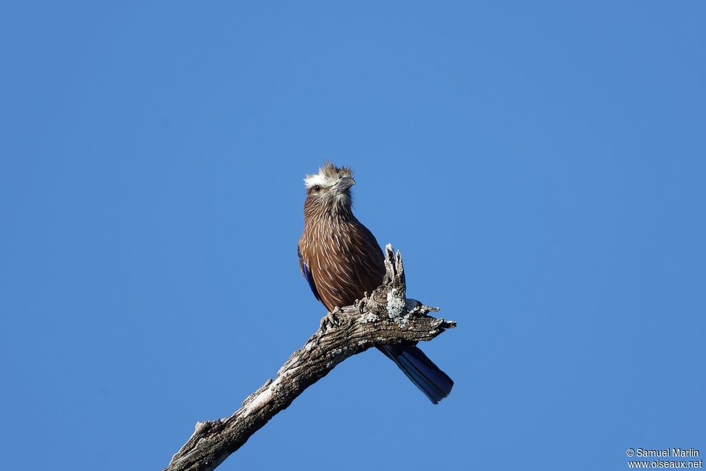 Purple Roller