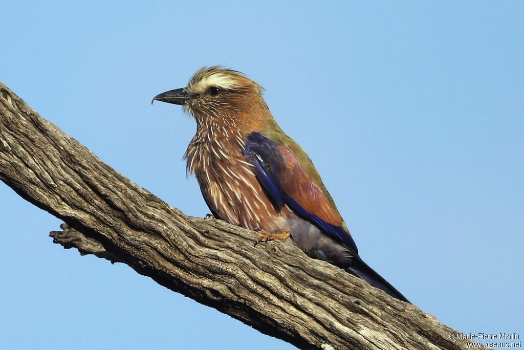 Purple Roller