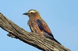 Purple Roller