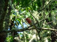 House Finch