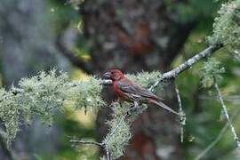 House Finch