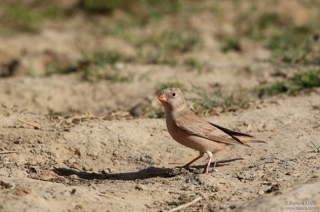 Trumpeter Finchadult