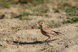 Trumpeter Finch