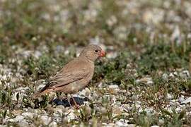 Trumpeter Finch